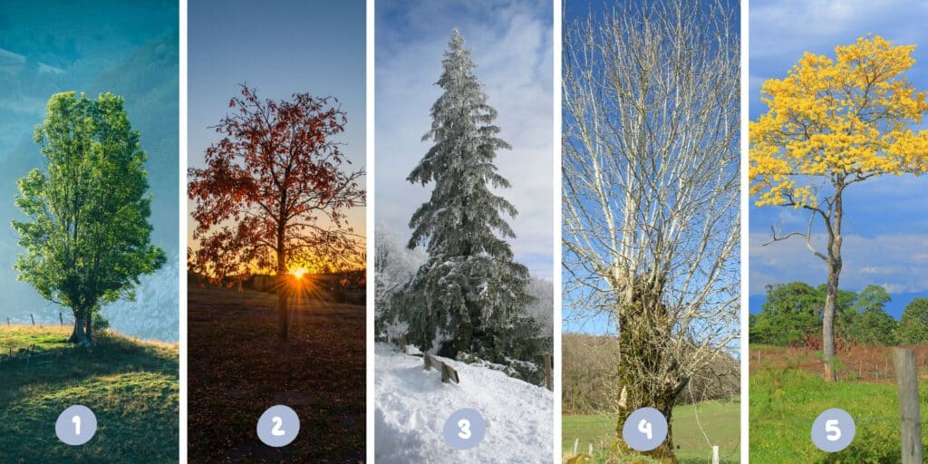 Test della personalità: Quanto sei geloso? Scegli uno dei 5 alberi nell'immagine e scopri una verità nascosta sul tuo carattere!