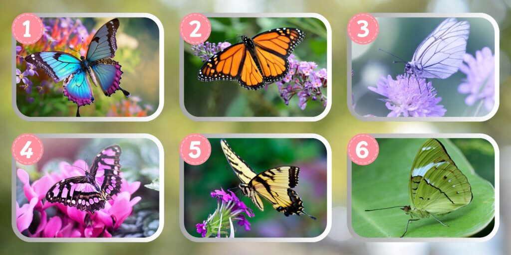 Test della personalità: Quale delle 6 farfalle rivela il tuo lato segreto? Scopri se sei visto come un traditore!