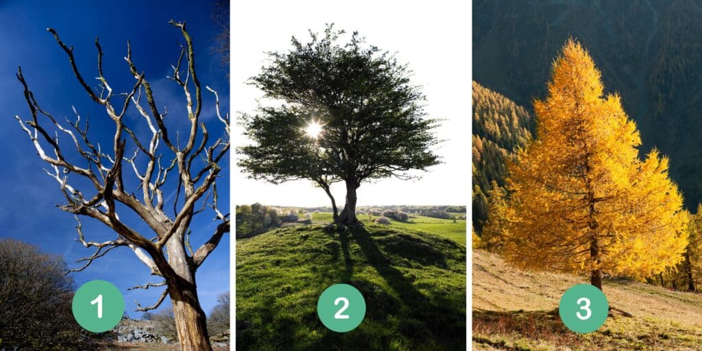 Test della personalità: Quale albero ti rappresenta? Scopri i lati oscuri del tuo carattere selezionando uno dei 3 alberi nell'immagine!