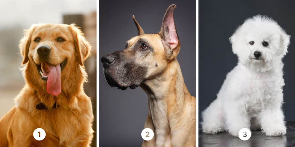 Test della personalità: Scegli il Tuo cane prediletto tra i 3 nell'Immagine e scopri i segreti della tua lealtà!